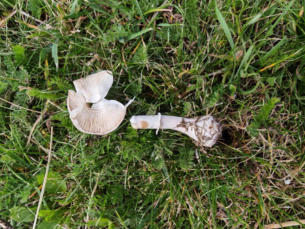 Knollenblätterpilz